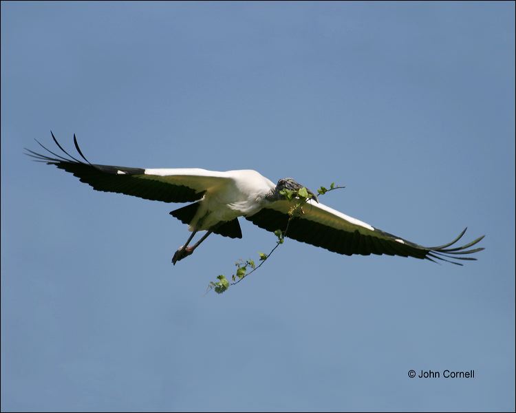 Wood Stork;Stork;Flight;Mycteria americana;Flying bird;action;aloft;behavior;flight;fly;flying;soar;wing;winged;wings;Color Image;Photography;Birds;Animals in the Wild;Action;Active;in flight;motion;movement;soaring
